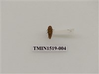 藏品(同翅目(一))的圖片